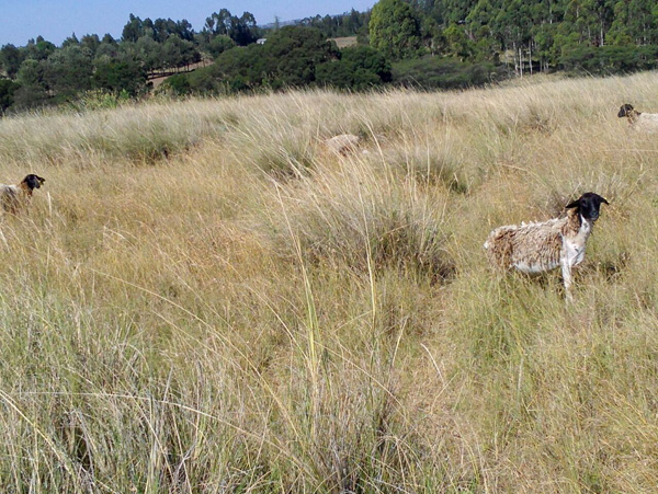 15.3 Acres of Fertile Farmland in Ol Kalou, Gilgil for Sale